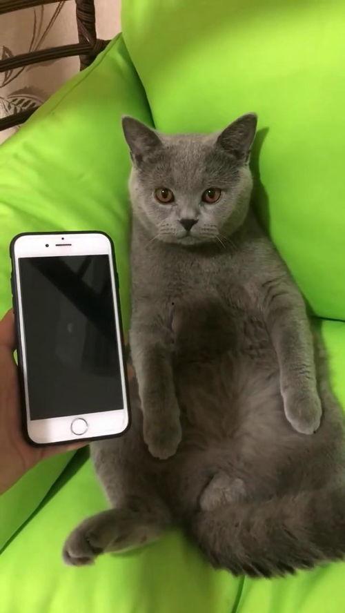 蛋哥猫视频,揭秘猫咪日常生活的趣味瞬间
