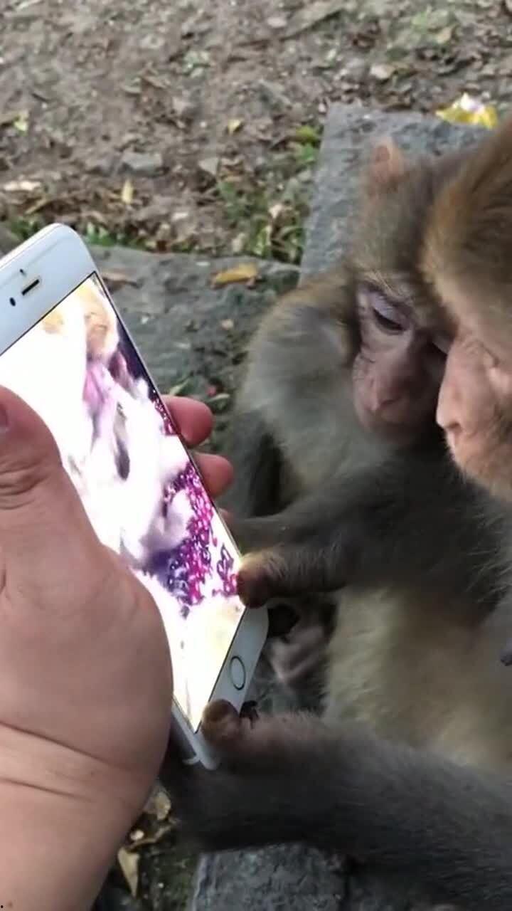 三只小猴子视频,趣味视频集锦